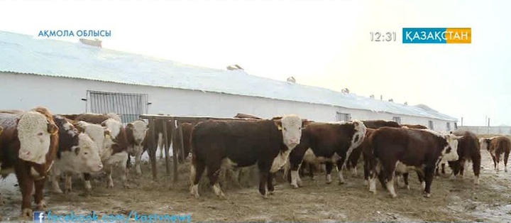 Ақмола облысында ауылшаруашылық саласы қарқынды дамуда