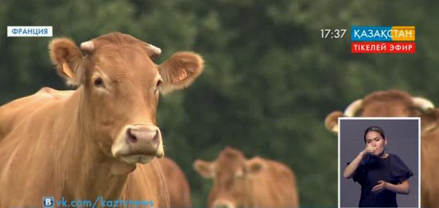 Қазақстанға «лимузин» ірі қара мал тұқымы жеткізілуі мүмкін