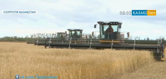 Солтүстік Қазақстан облысында егін орағы басталды
