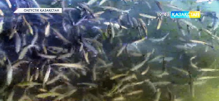 Оңтүстік Қазақстан облысының фермерлері бекіре балығынан мол пайда таба бастады