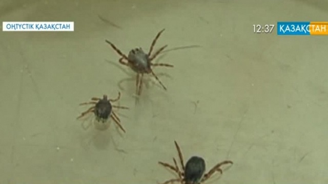 В ЮКО у подростка выявили конго-крымскую геморрагическую лихорадку