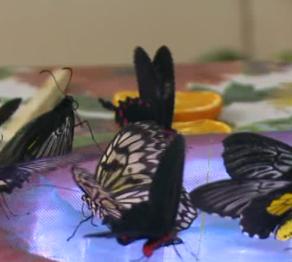 В Кызылорду привезли редкие виды бабочек