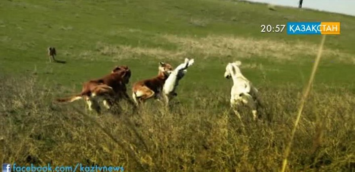 Құмай тазы құрып барады