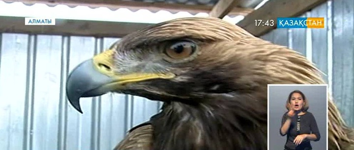 Құстарды жүйелі қорғау қолға алынбай отыр