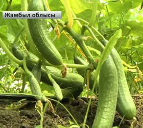 Колледж жанындағы жылыжай өнім бере бастады