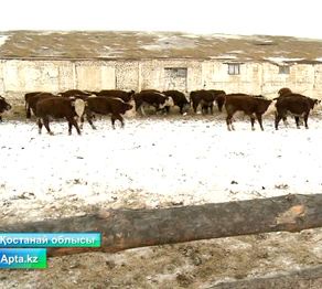 Ауыл шаруашылығында табысты кәсіпорындар көбейіп келеді