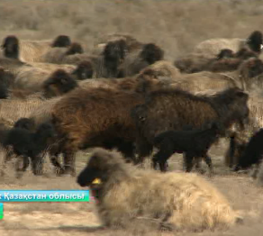 Қаракөл қойын өсірген елдер көл-көсір табысқа кенелуде