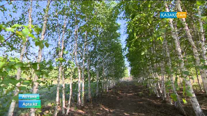 Астананың жасыл белдеуі ұлғайып келеді
