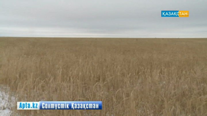 Теріскейдегі астық үшін арпалыс