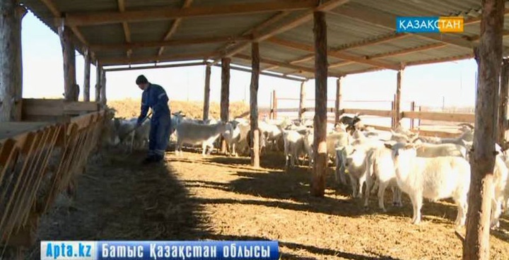 Орал өңіріндегі азаматтар кәсіп ашып, шаруаларын ширата бастады