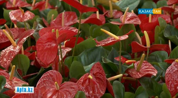 8 наурыз – гүлдің де жәрмеңкесі (БЕЙНЕБАЯН)