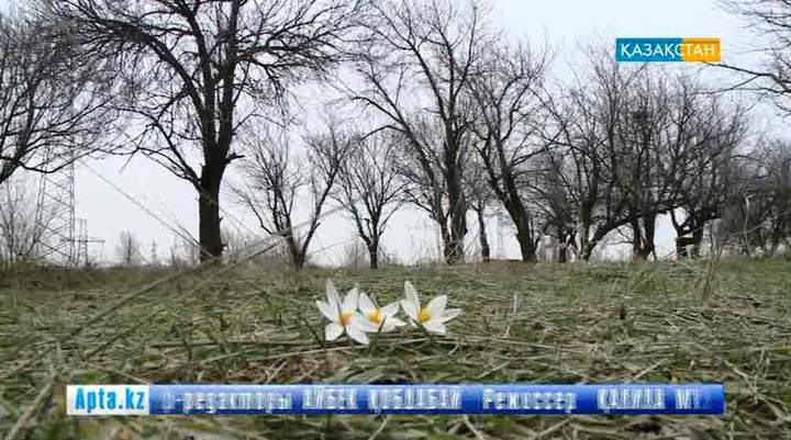 Төлі мен гүлін көтерген көктем жетті  (БЕЙНЕБАЯН)