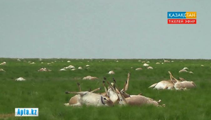 Қырылған киік саны 120 мыңнан асты