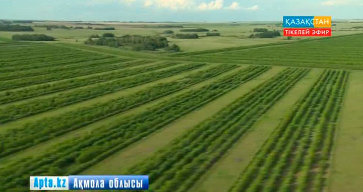 Нұрсұлтан Назарбаев: «Жасыл белдеу» - астаналықтар демалатын орынға айналады