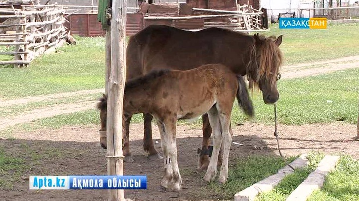 Айдарлы ауылы бие байлап, қымыз саудасын қыздырып отыр