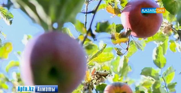 Алматының атын әлемге әйгілеген атақты апорт 