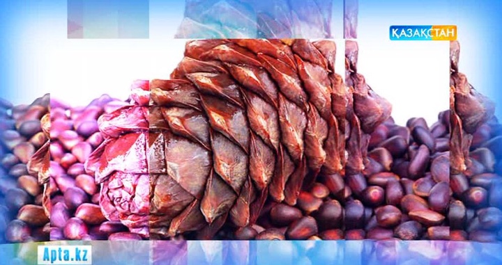 Шығыс Қазақстан облысындағы балқарағай бизнесі (ВИДЕО)