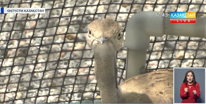 Табиғатқа жылына 15 мың дуадақ ұшырылады