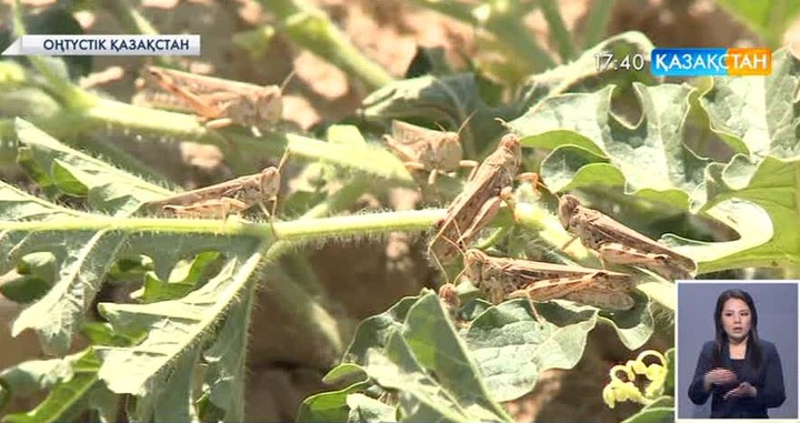 ОҚО-да шегірткемен күрес жұмыстары кеш жүргізілген