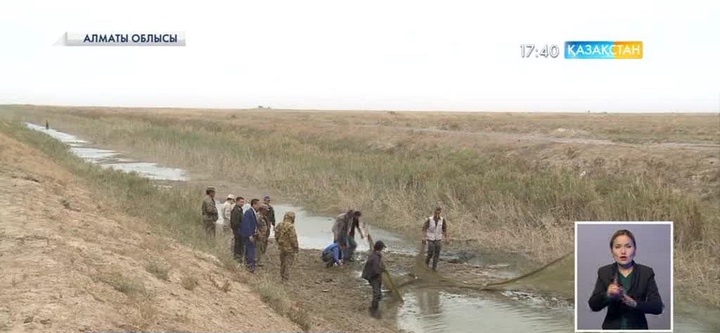 Алматы облысында балық шабағын құтқару операциясы жүріп жатыр