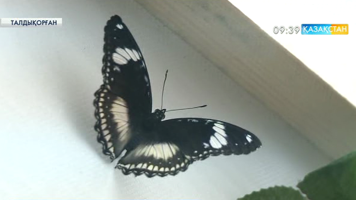 Талдықорғанда көбелектер көрмесі өтті