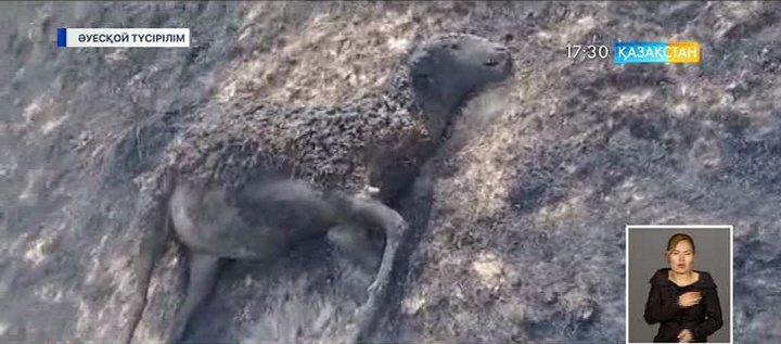 Батыс Қазақстан облысында дала өрті өршіп тұр