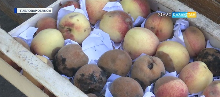 Павлодарда Қырғыз елінен әкелінген карантиндік қаупі жоғары өнімдер тәркіленді
