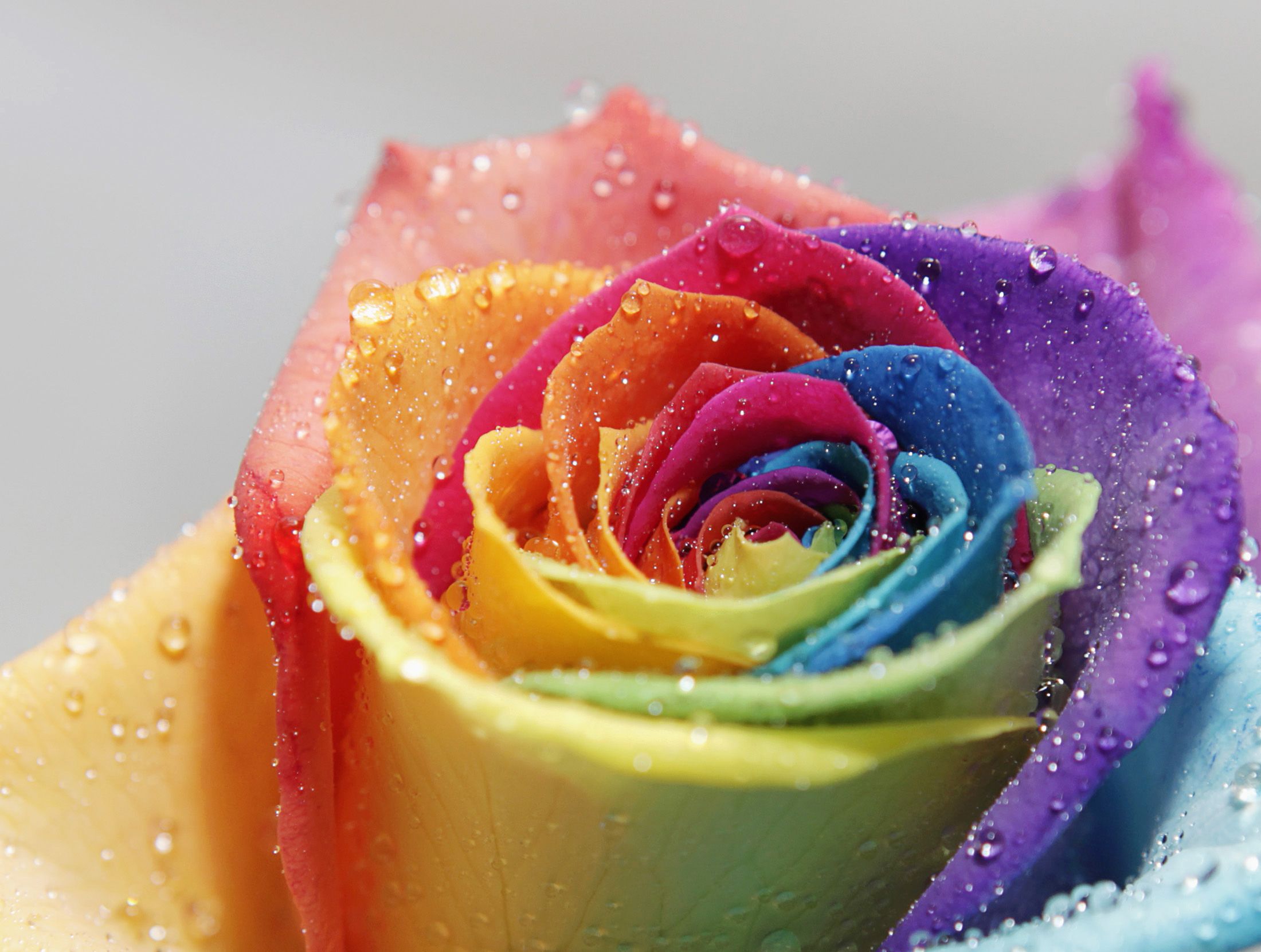 Корей жалаңаштары