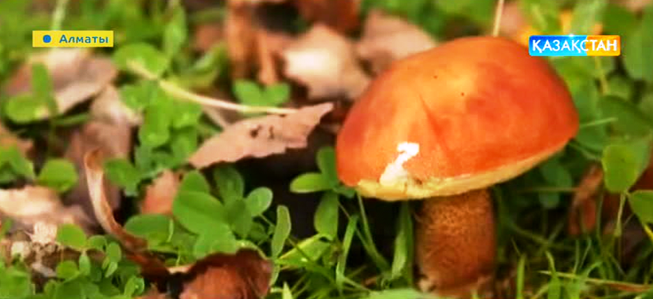 Жапон әйелі кеудесін сауады